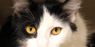 The Independent Southern Utah Adoptable Pets Guide southern utah adoptable pets