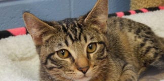 The Independent Southern Utah Adoptable Pets Guide southern utah weekend events