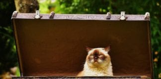 Pawsitively Unique Thrift Boutique reopens at new location Pawsitively Unique Thrift Boutique reopens at new location