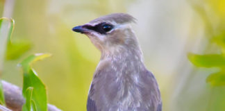 St. George Winter Bird Festival takes advantage of mild southern Utah winter weather St. George Winter Bird Festival takes advantage of mild southern Utah winter weather