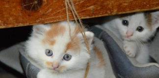 The Independent Southern Utah Adoptable Pets Guide southern utah adoptable pets