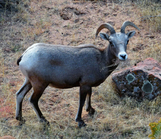 Нахур животное фото