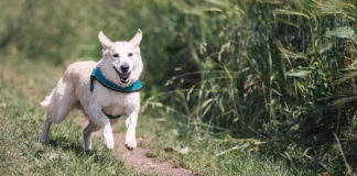 Dogtown Half Marathon expects increased participation Dogtown Half Marathon expects increased participation