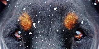 Winter weather advisory in effect until noon tomorrow Winter weather advisory in effect until noon tomorrow