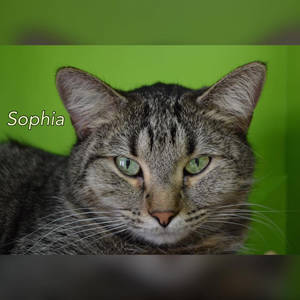 southern utah adoptable pets guide Sophia