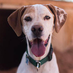 southern utah adoptable pets guide Ted