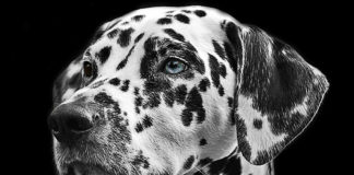 The Independent Southern Utah Adoptable Pets Guide Southern Utah Adoptable Pets Guide Jacks