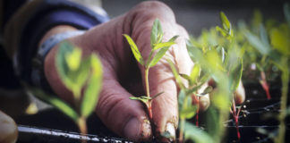 USU Extension launches online gardening courses USU Extension launches online gardening courses