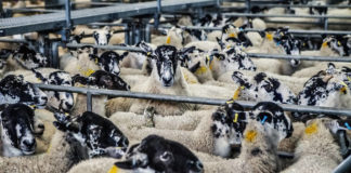 Frontier Homestead State Park hosts Sheep to Shawl Frontier Homestead State Park hosts Sheep to Shawl