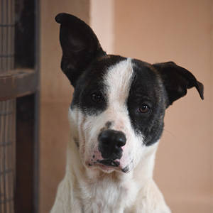 southern utah adoptable pets Caine