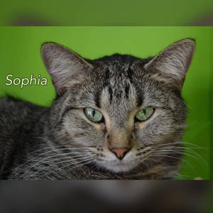 southern utah adoptable pets Sophia