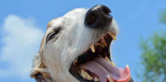 Greyhound Gathering in Kanab draws international attendance Greyhound Gathering in Kanab