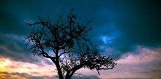 Topping hurts trees Topping hurts trees