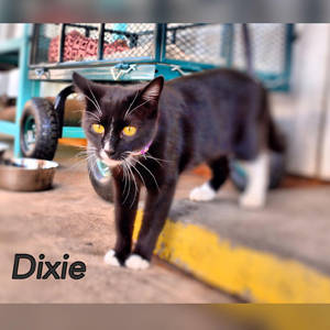 southern utah adoptable pets Dixie1
