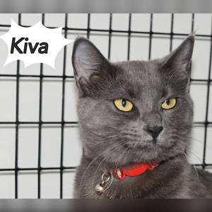 southern utah adoptable pets Kiva1