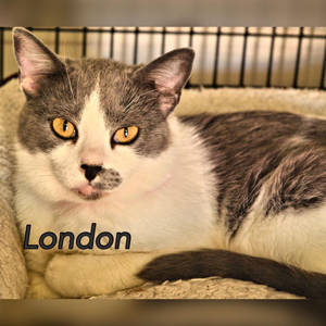 southern utah adoptable pets London1