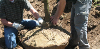 Tips for tree planting Tips for tree planting
