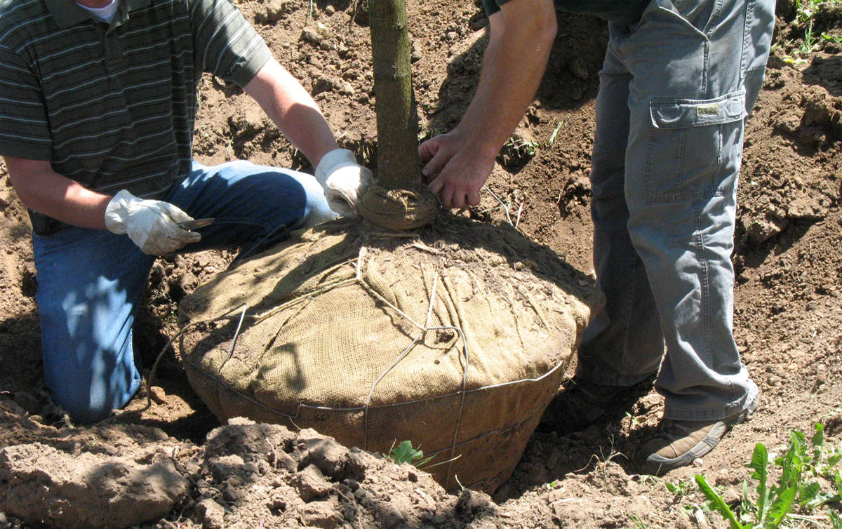 Tips for tree planting