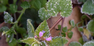 When to plant When to plant