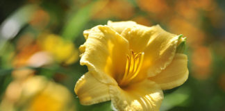 Six lovely, long-blooming perennials to consider Six lovely, long-blooming perennials to consider