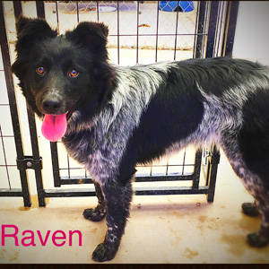 southern utah adoptable pets Raven