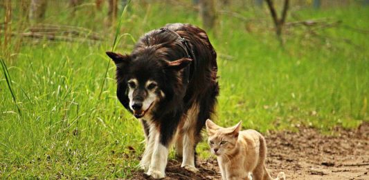 southern utah adoptable pets dog-cat walking