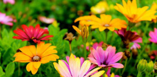 USU Extension offers master naturalist program USU Extension offers master naturalist program