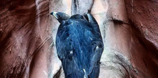 Southwest Wildlife Foundation dedicates eagle release dedicated to Brian Head firefighters and displaced residents Southwest Wildlife Foundation dedicates eagle release dedicated to Brian Head firefighters and displaced residents