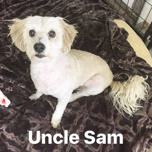 southern utah adoptable pets UncleSam