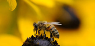 Where are the bees? Where are the bees?