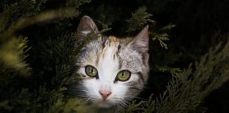 The Independent Southern Utah Adoptable Pets Guide southern utah adoptable pets Cat in tree