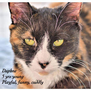 southern utah adoptable pets Daphne