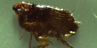 Plague-bearing fleas found in northern Arizona Plague-bearing fleas found in northern Arizona