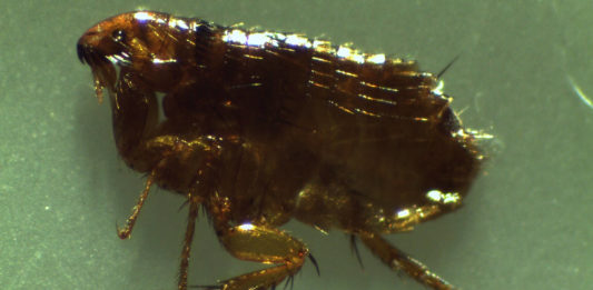 Plague-bearing fleas found in northern Arizona