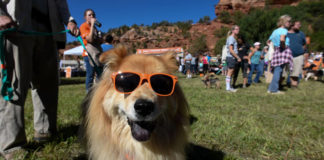 Strut Your Mutt hopes to raise $50,000 for Best Friends Strut Your Mutt Kanab Best Friends Animal Society