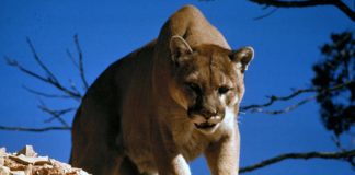 Close encounters of the wildlife kind: Personal protection strategies Close encounters of the wildlife kind: Personal protection strategies