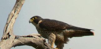 Zion National Park reopens climbing routes after peregrine nesting season Zion National Park reopens climbing routes after peregrine nesting season