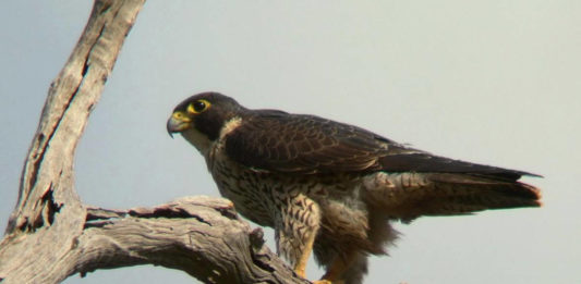 Zion National Park reopens climbing routes after peregrine nesting season