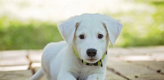 southern utah adoptable pets white puppy