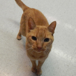 southern utah adopttable pets Ginger