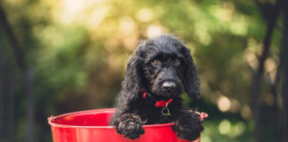 The Independent Southern Utah Adoptable Pets Guide southern utah adoptable pets dog in red bucket