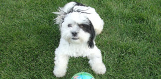 The Independent Southern Utah Adoptable Pets Guide southern utah adoptable pets shih tzu sept 29 17