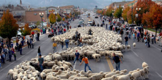 Cedar Livestock & Heritage Festival features Sheep Parade Cedar Livestock & Heritage Festival features Sheep Parade