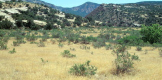 The war of the worlds — in 2017 invasive species