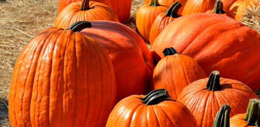 Four reasons why pumpkins are the perfect fall food