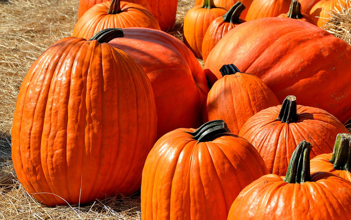 Four reasons why pumpkins are the perfect fall food