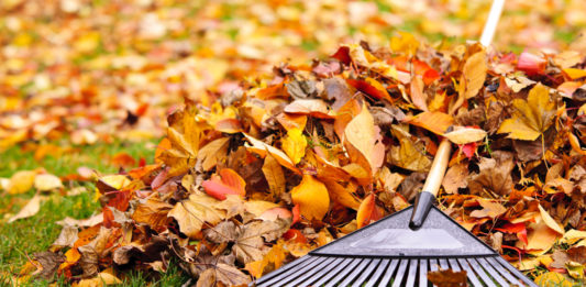 Four areas of focus for fall yard cleanup