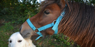 The Independent Southern Utah Adoptable Pets Guide southern utah adoptable pets CoverDec012017