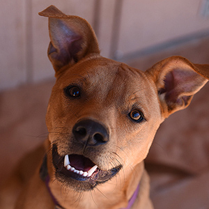 southern utah adoptable pets Scooby