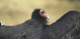 California Condor Recovery Plan finds lead reduction, slight population growth
